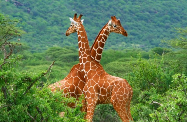 Best safari in Tanzania. Arusha National Park. Giraffes. Altezza Travel