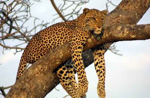 Best safari in Tanzania. Enjoy your safari adventure. Altezza Travel